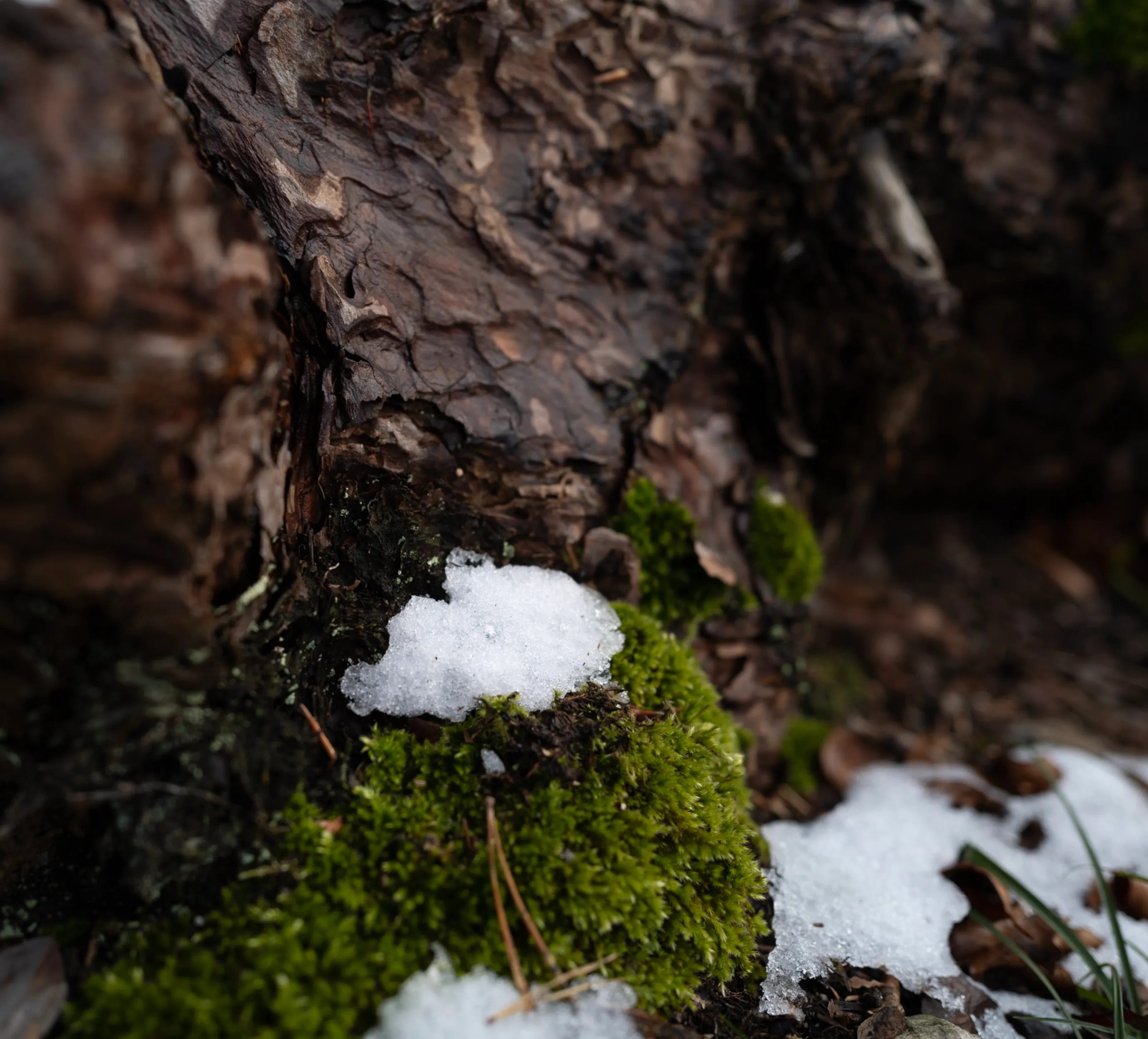 Warum Scrum nicht optional ist